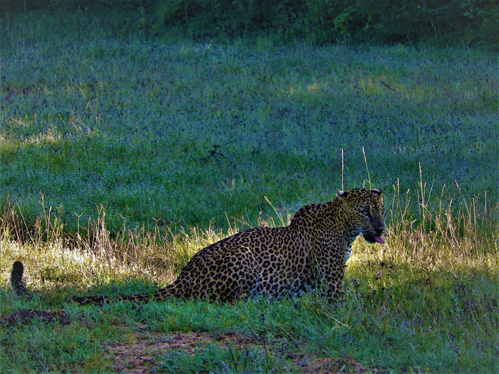 Yala Eco Bush Camp Hotel Eksteriør billede